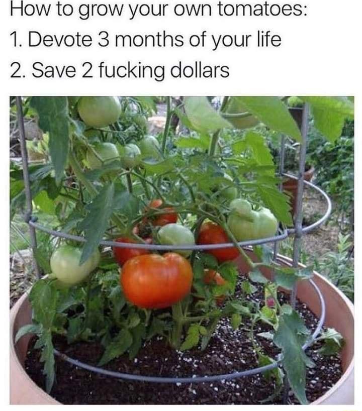 ow to grow your own tomatoes 1 Devote 3 months of your life 2 Save 2 fucking dollars T