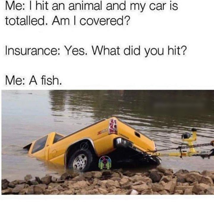 Me hit an animal and my car is totalled Am covered Insurance Yes What did you hit Me A fish