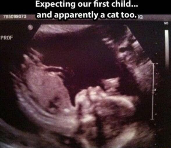 Expecting our first child esemors and apparently a cat t00 g AR L g PROF