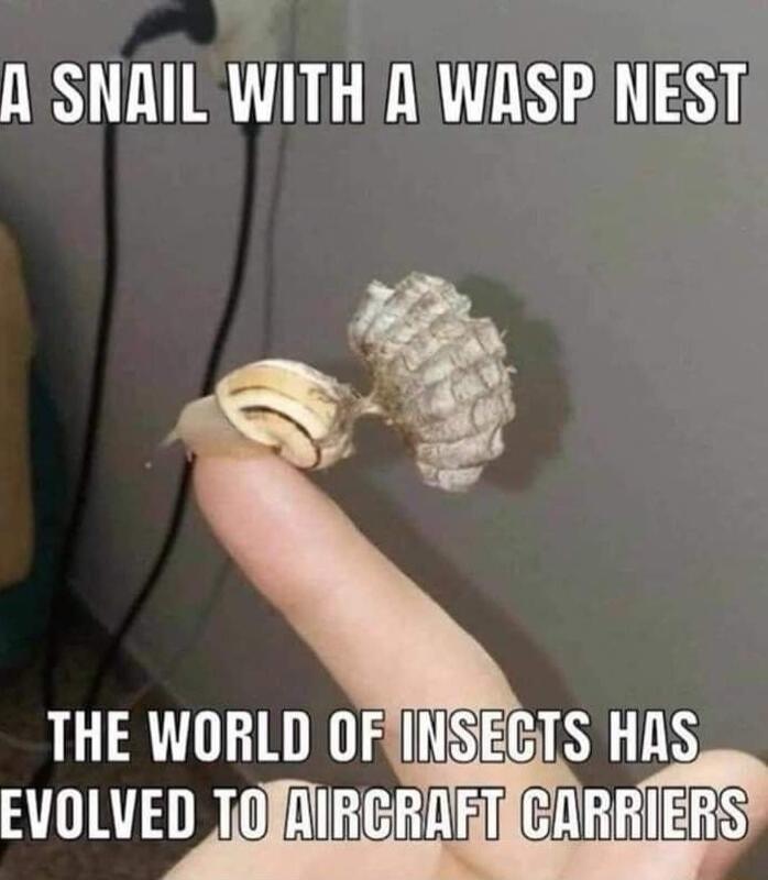 A SNAIL WITH A WASP NEST
