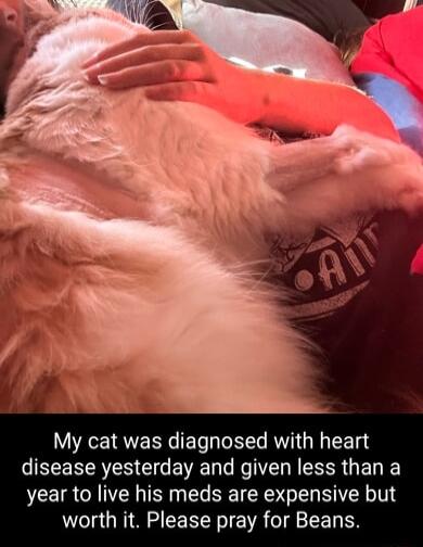 My cat was diagnosed with heart EEERRES G ENEN NN E R GELE year to live his meds are expensive but worth it Please pray for Beans