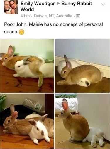 Emily Woodger Bunny Rabbit World Poor John Maisie has no concept of personal space