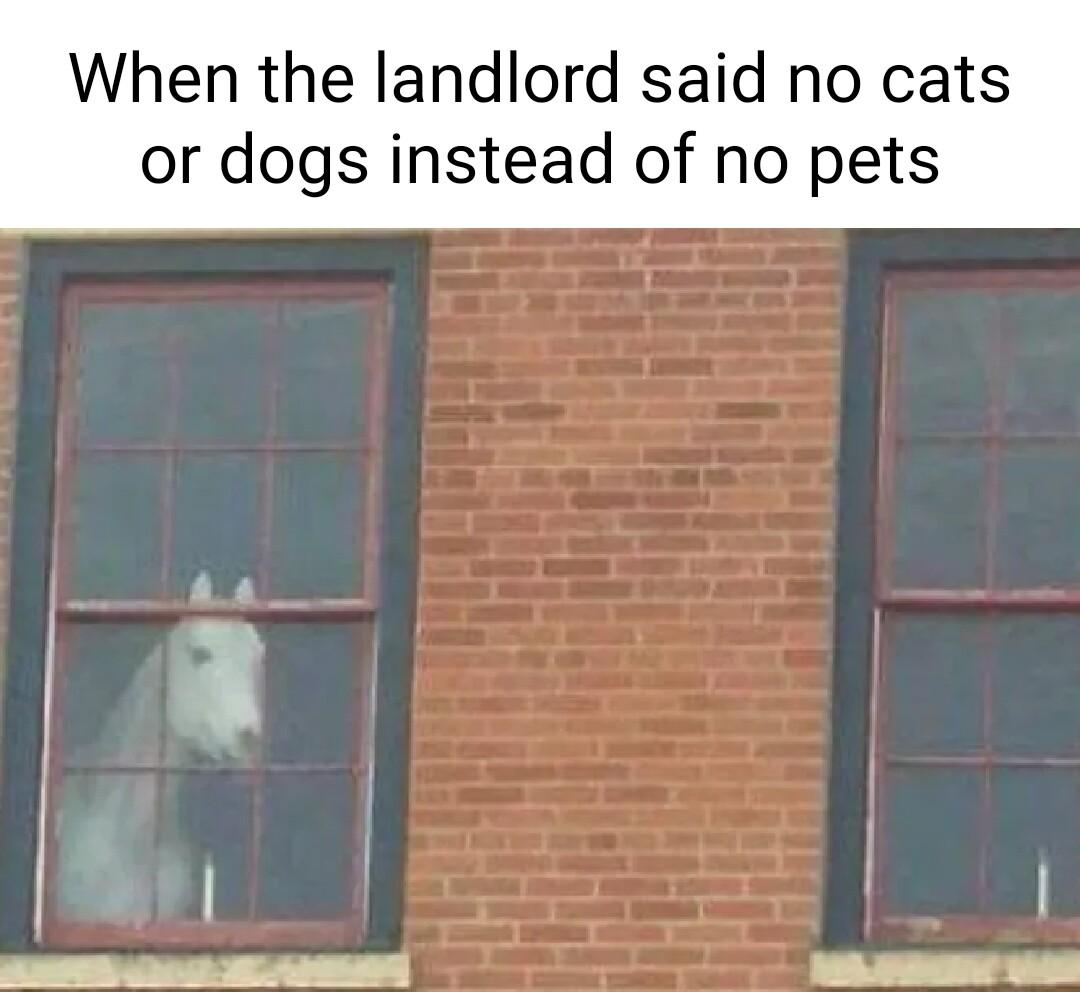 When the landlord said no cats or dogs instead of no pets
