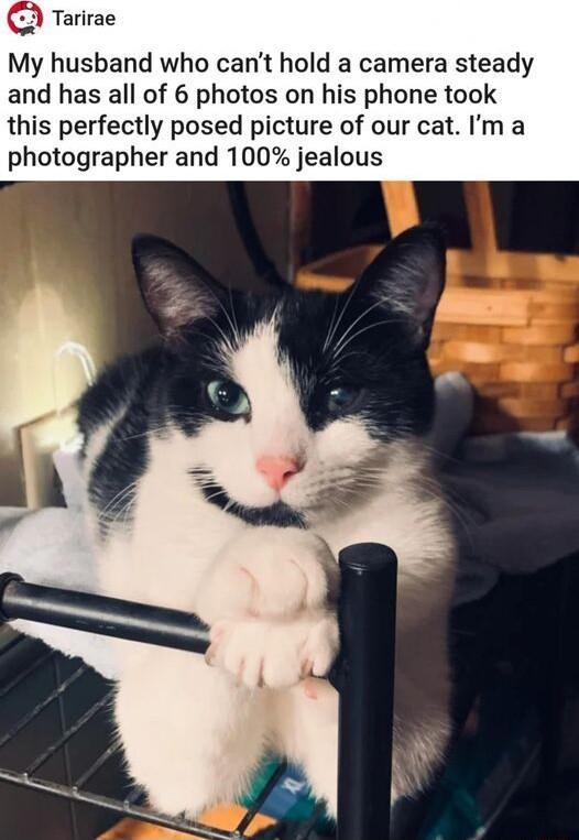 G Tarirae My husband who cant hold a camera steady and has all of 6 photos on his phone took this perfectly posed picture of our cat m a photographer and 100 jealous