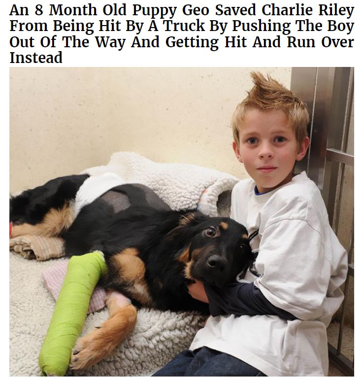 An 8 Month 0Old Puppy Geo Saved Charlie Riley From Being Hit By A Truck By Pushing The Boy Out Of The Way And Getting Hit And Run Over Instead