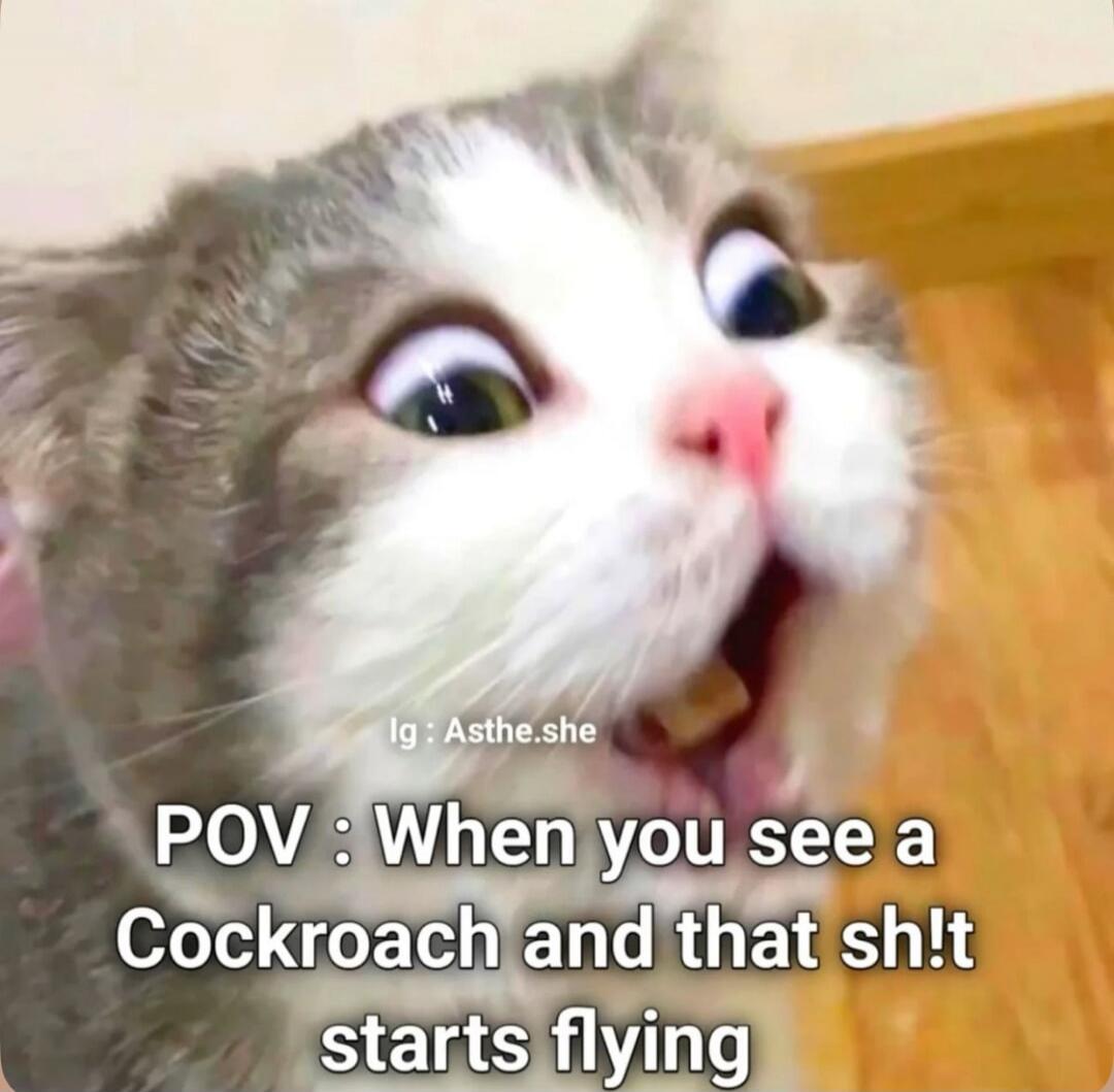 POV : When you see a Cockroach and that sh!t starts flying