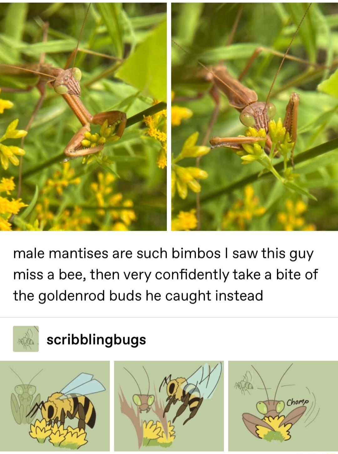 male mantises are such bimbos saw this guy miss a bee then very confidently take a bite of the goldenrod buds he caught instead Qjr scribblingbugs r