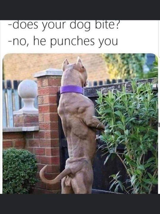 does your dog no he punches you