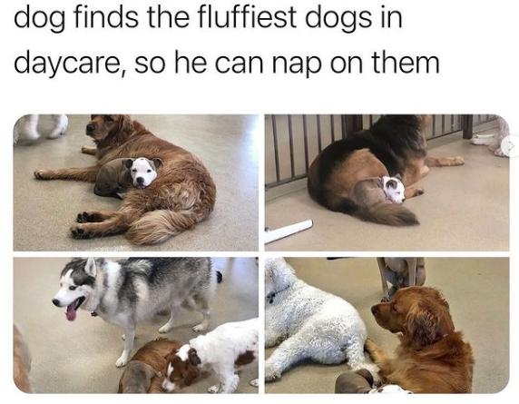 dog finds the fluffiest dogs in daycare so he can nap on them