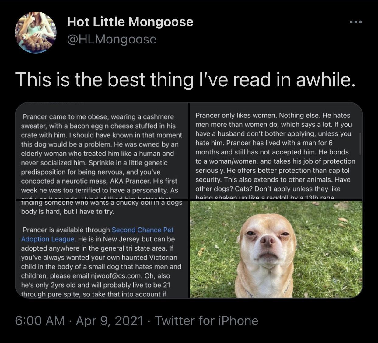 Hot Little Mongoose G MYegleeleLY This is the best thing Ive read in awhile Prancer came to me obese wearing a cashmere Prancer only likes women Nothing else He hates sweater with a bacon egg n cheese stuffed in his men more than women do which says a lot If you crate with him should have known in that moment have a husband dont bother applying unless you this dog would be a problem He was owned b