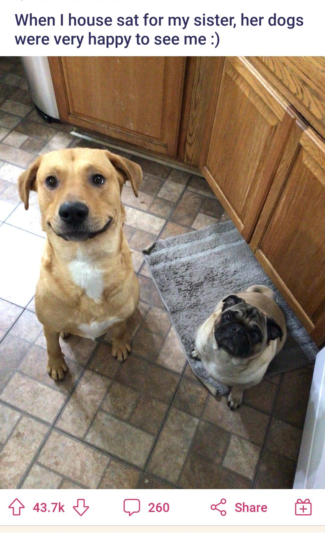 When house sat for my sister her dogs were very happy to see me 02 Share
