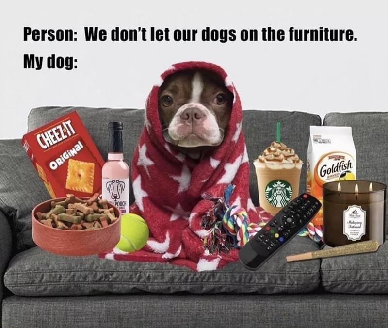 Person We dont let our dogs on the furniture