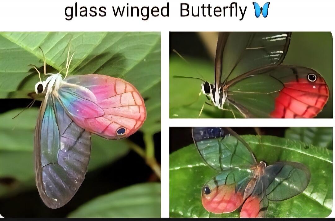 glass winged Butterfly 🦋