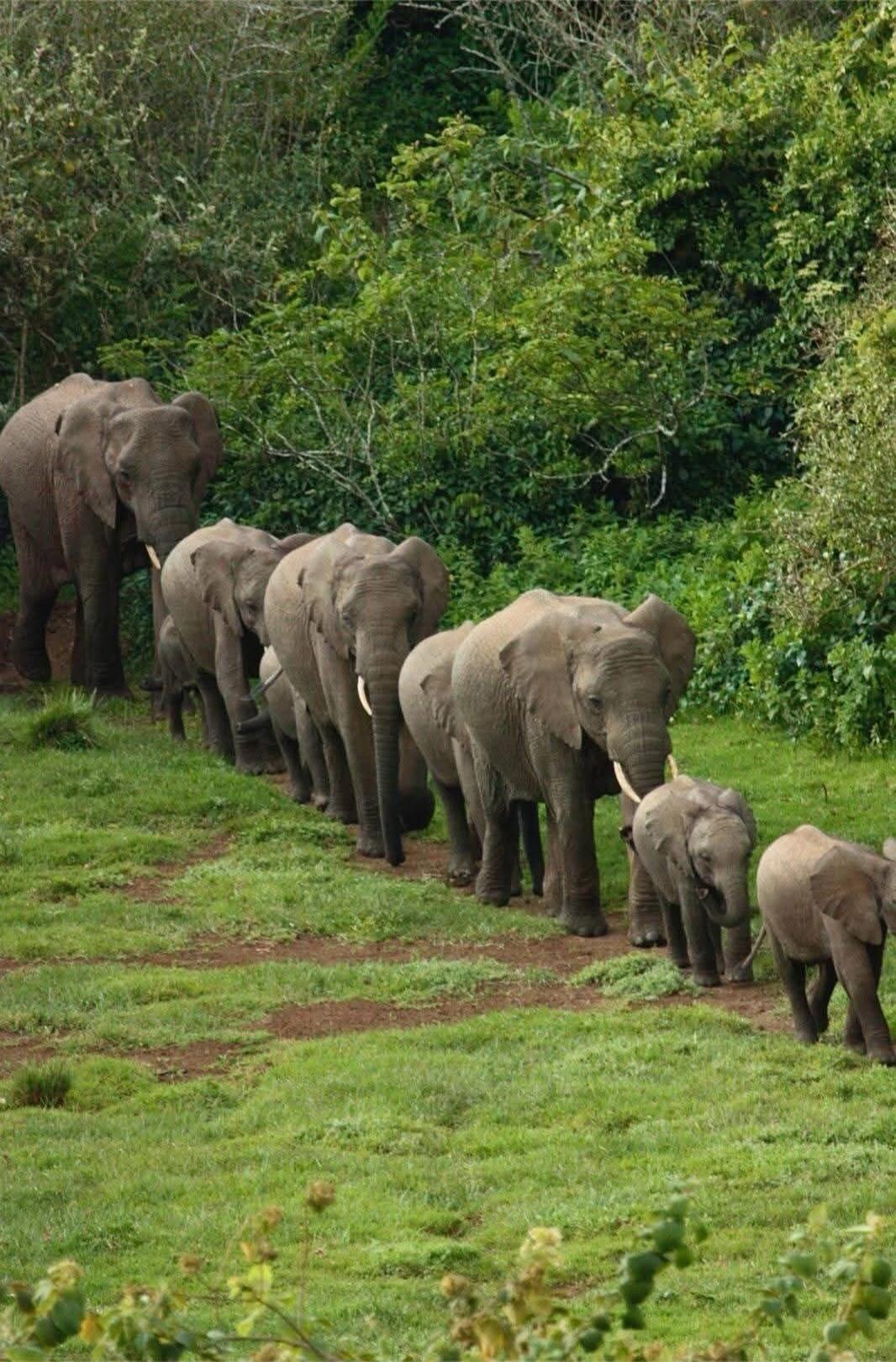 A herd of elephants walking in a line across a grassy area, with trees in the background.