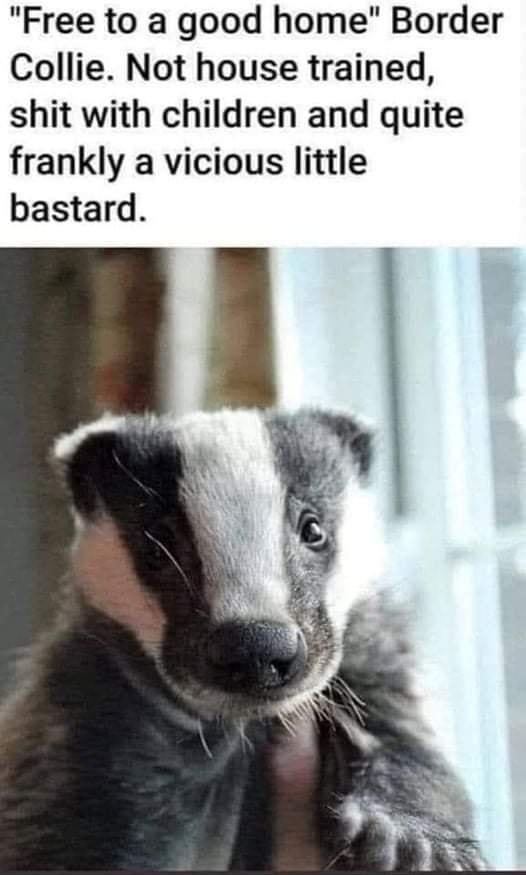 Free to a good home Border Collie Not house trained shit with children and quite frankly a vicious little bastard