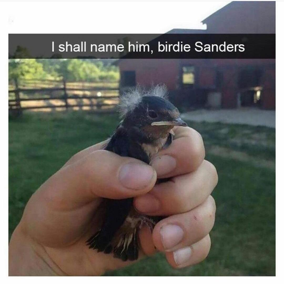 shall name him birdie Sanders