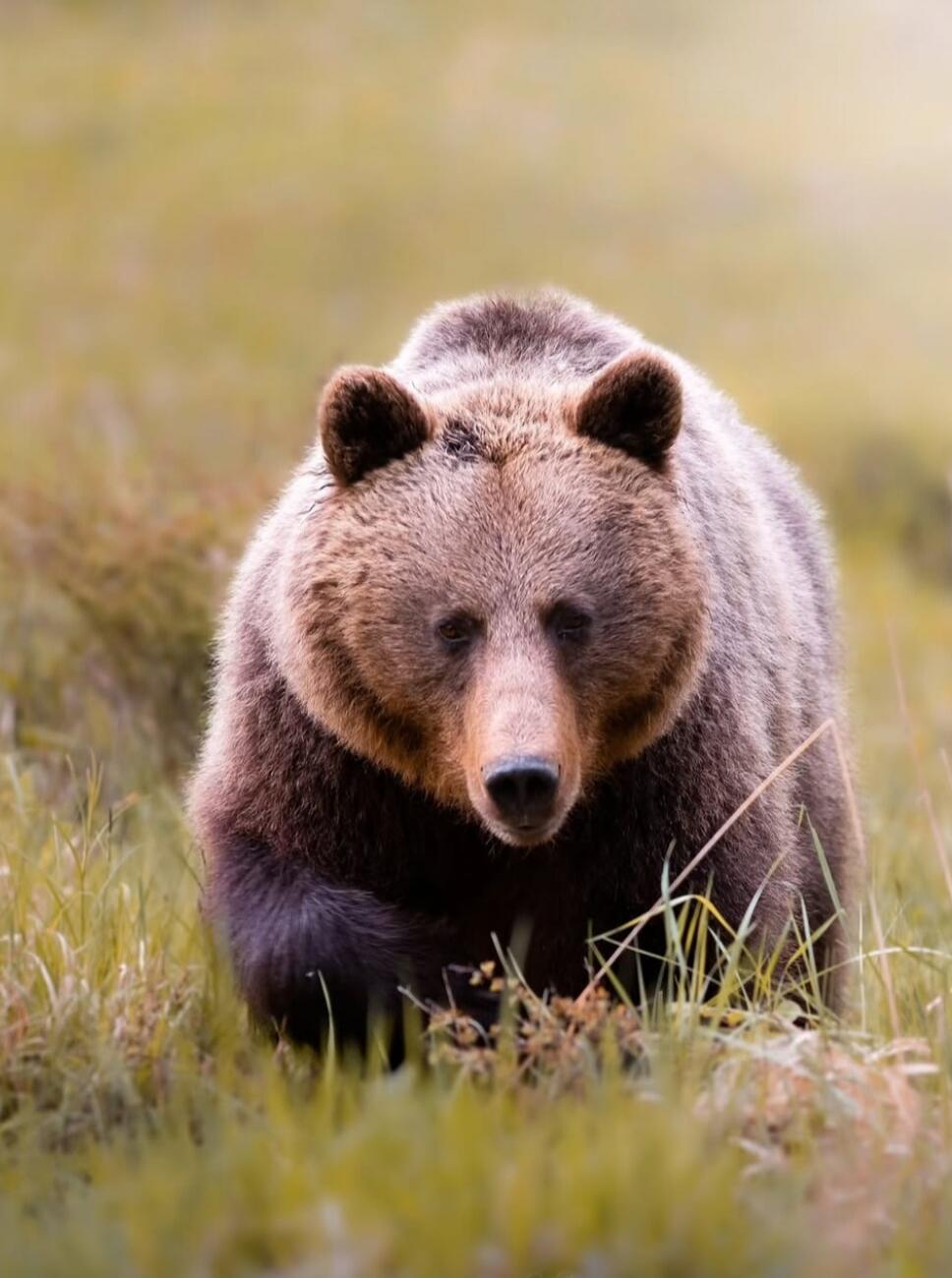 Brown bear walking through tall grass.