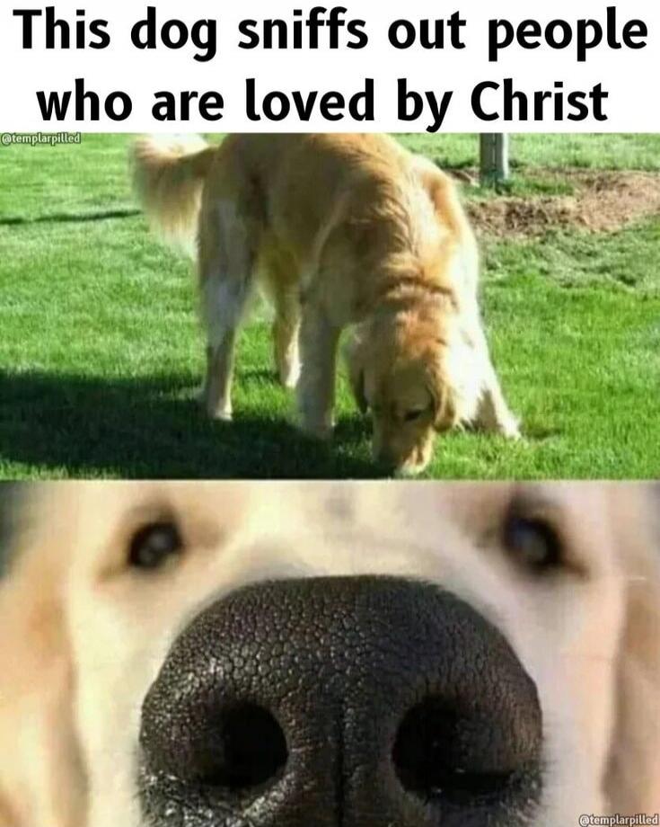 This dog sniffs out people who are loved by Christ