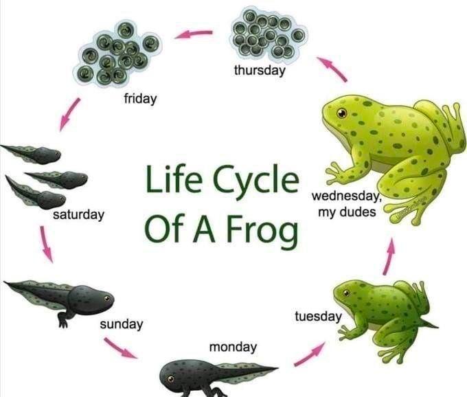 Life Cycle Of A Frog uesda sunday