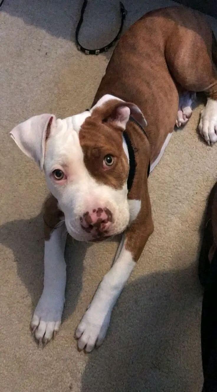 A brown and white pit bull mix lying on a carpet, looking at the camera.