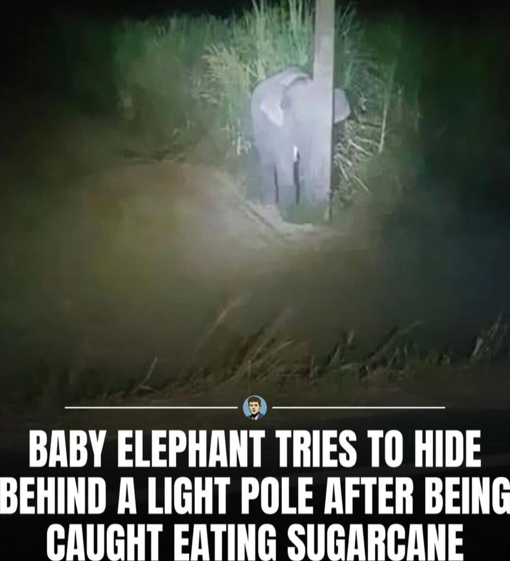 BABY ELEPHANT TRIES TO HIDE BEHIND R LIGHT POLE AFTER BEING CRUGHT EATING SUGARCANE