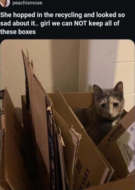 q EEGLIE R She hopped in the recycling and looked so sad about it girl we can NOT keep all of these boxes