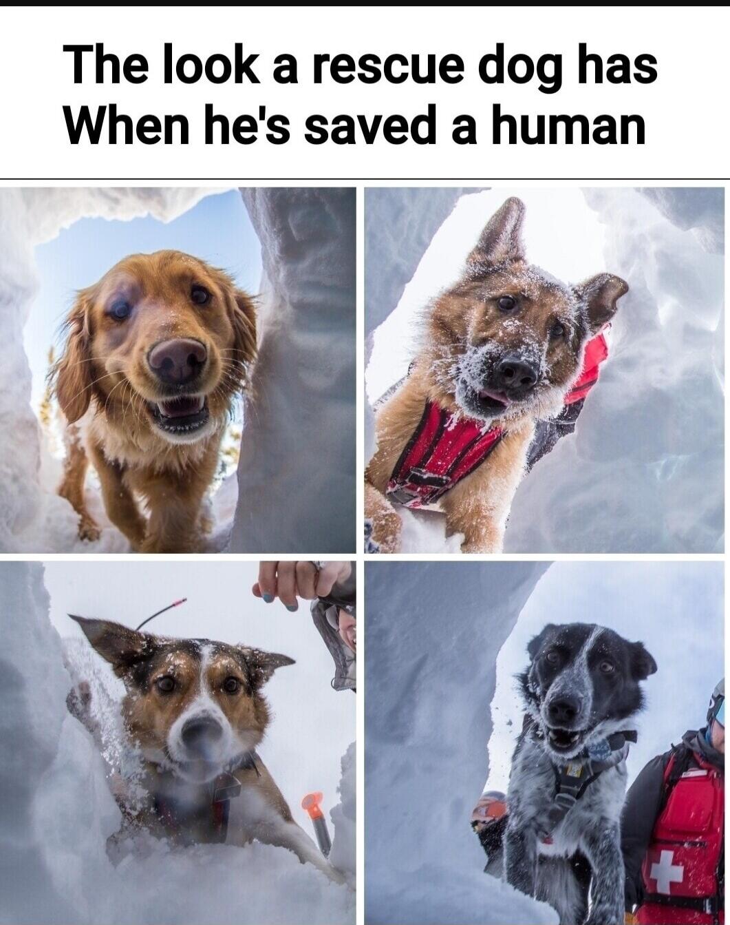 The look a rescue dog has When he's saved a human