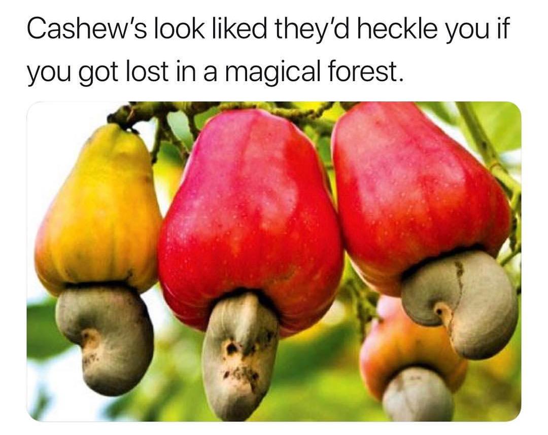 Cashews look liked theyd heckle you if you got lost in a magical forest S N