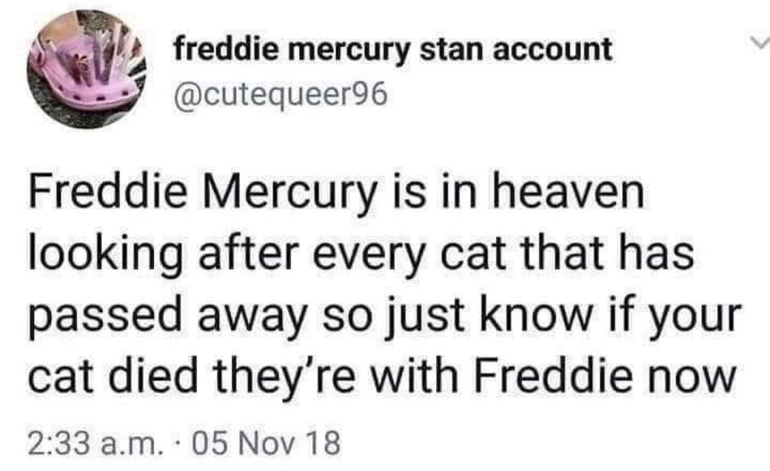 freddie mercury stan account 7 cutequeer96 Freddie Mercury is in heaven looking after every cat that has passed away so just know if your cat died theyre with Freddie now 233am 05Nov 18