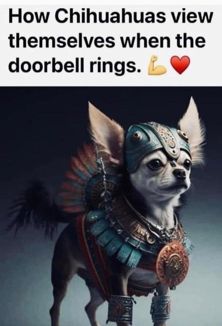 How Chihuahuas view themselves when the doorbellrings