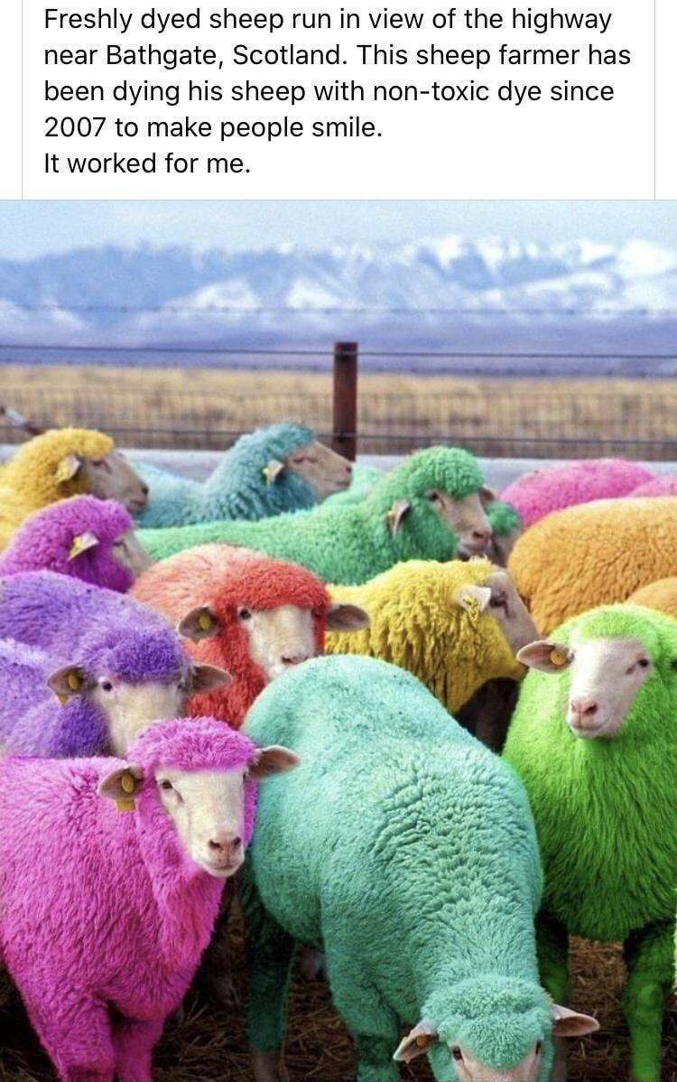 Freshly dyed sheep run in view of the highway near Bathgate Scotland This sheep farmer has been dying his sheep with non toxic dye since 2007 to make people smile It worked for me