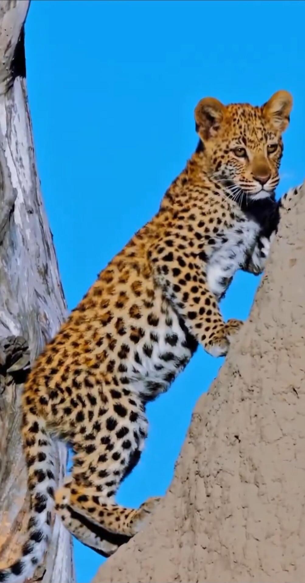 A leopard cub climbing a mud wall.