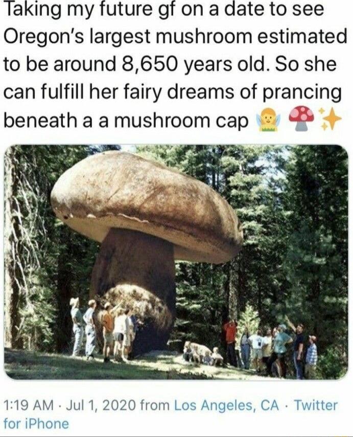 laking my future gf on a date to see Oregons largest mushroom estimated to be around 8650 years old So she can fulfill her fairy dreams of prancing beneath a a mushroom cap 3 119 AM Jul 1 2020 from Los Angeles CA Twitter for iPhone