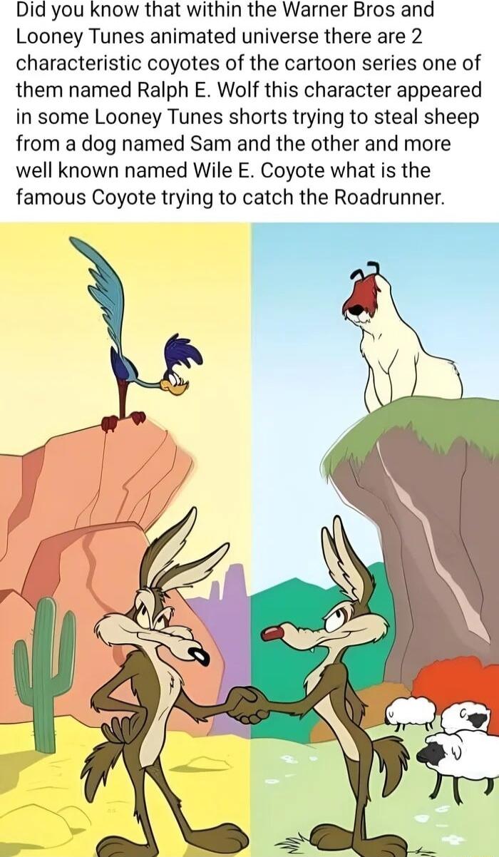 Did you know that within the Warner Bros and Looney Tunes animated universe there are 2 characteristic coyotes of the cartoon series one of them named Ralph E Wolf this character appeared in some Looney Tunes shorts trying to steal sheep from a dog named Sam and the other and more well known named Wile E Coyote what is the famous Coyote trying to catch the Roadrunner