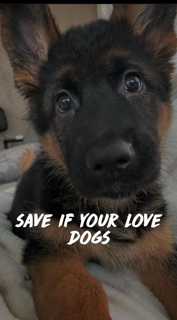 SAVE IF YOUR LOVE DOGS