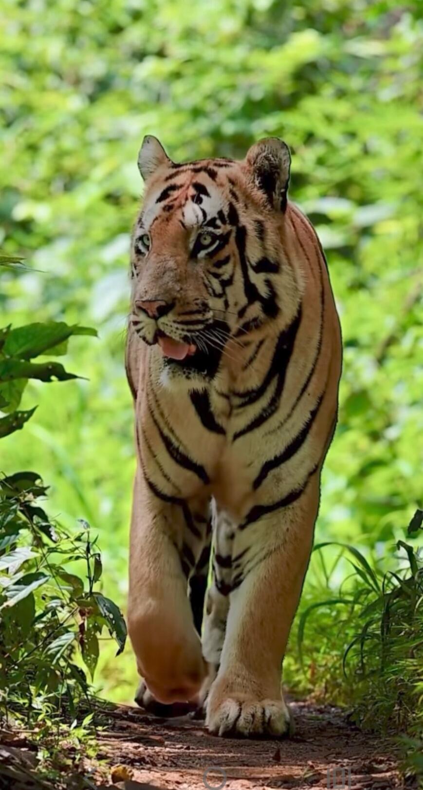 A tiger walking on a forest path.