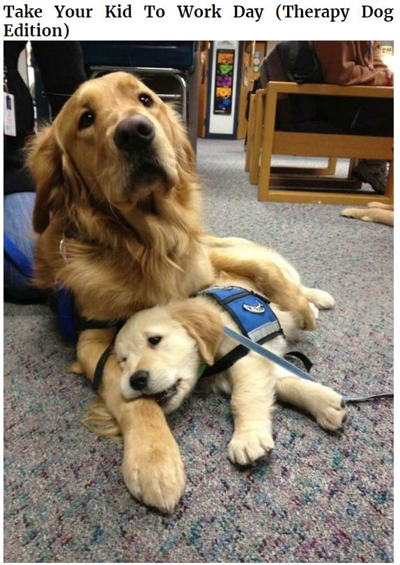 Take Your Kid To Work Day Therapy Dog Edition