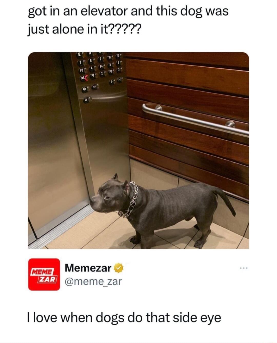 got in an elevator and this dog was justalone in it Memezar meme zar I love when dogs do that side eye
