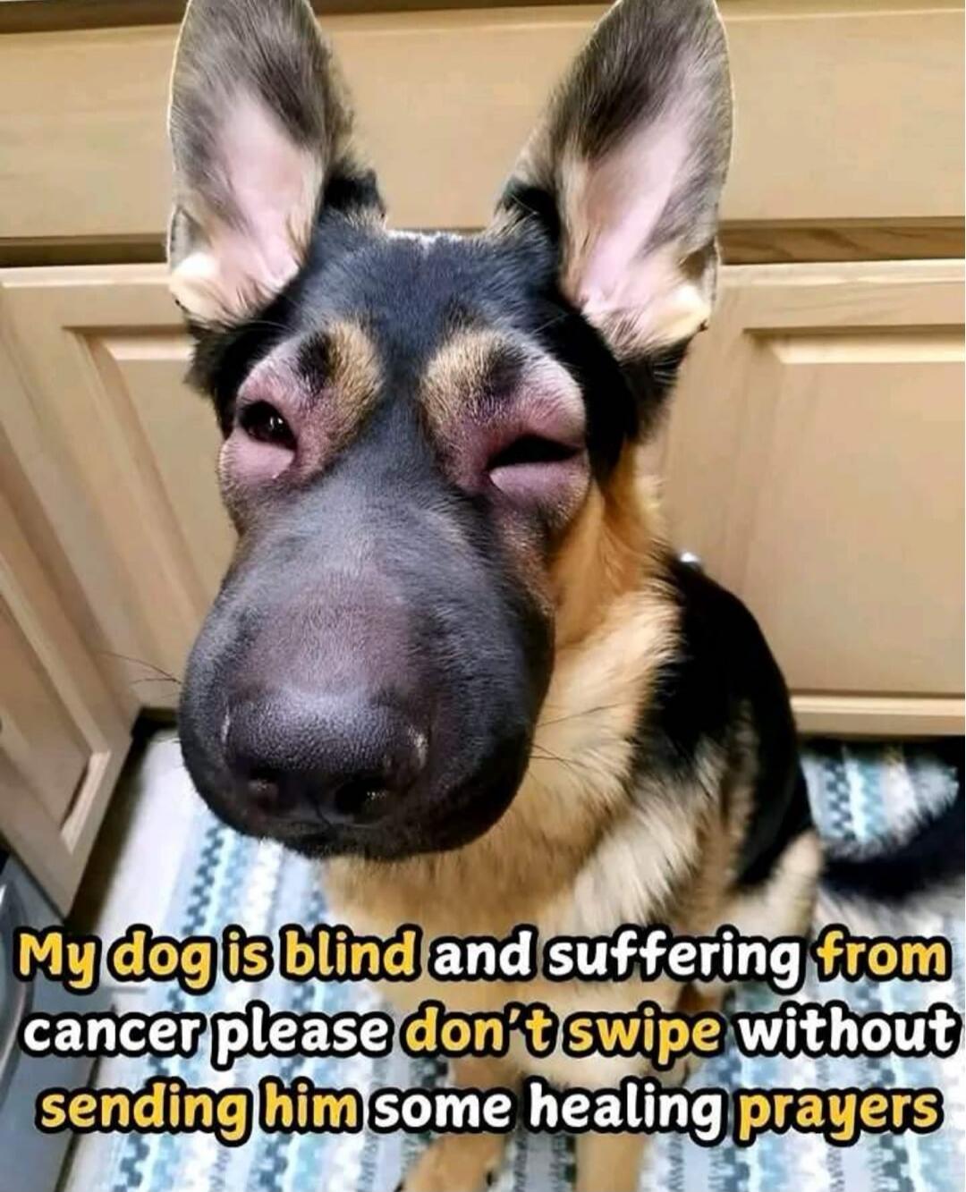 My dog is blind and suffering from cancer please don't swipe without sending him some healing prayers