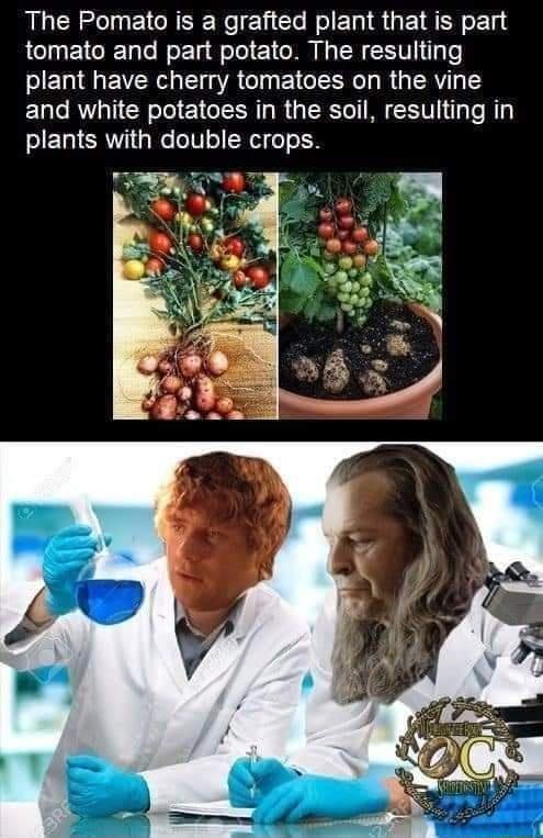 The Pomato is a grafted plant that is part tomato and part potato The resulting plant have cherry tomatoes on the vine and white potatoes in the soil resulting in plants with double crops