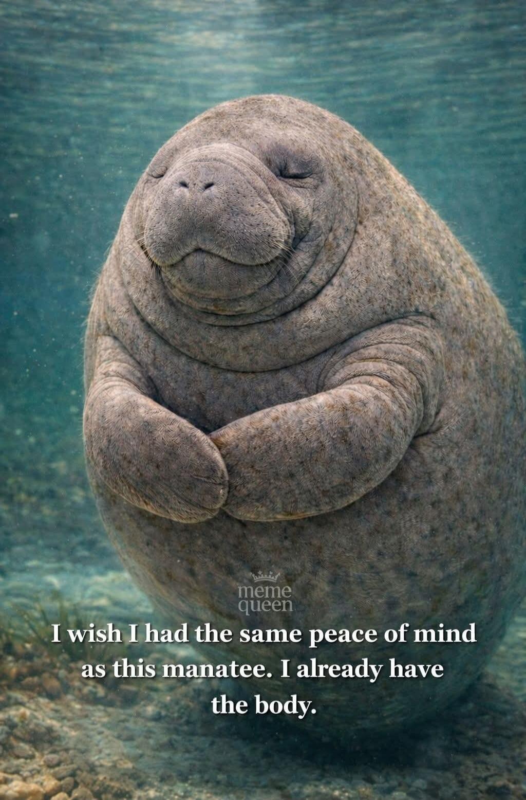 meme queen I wish I had the same peace of mind as this manatee. I already have the body.