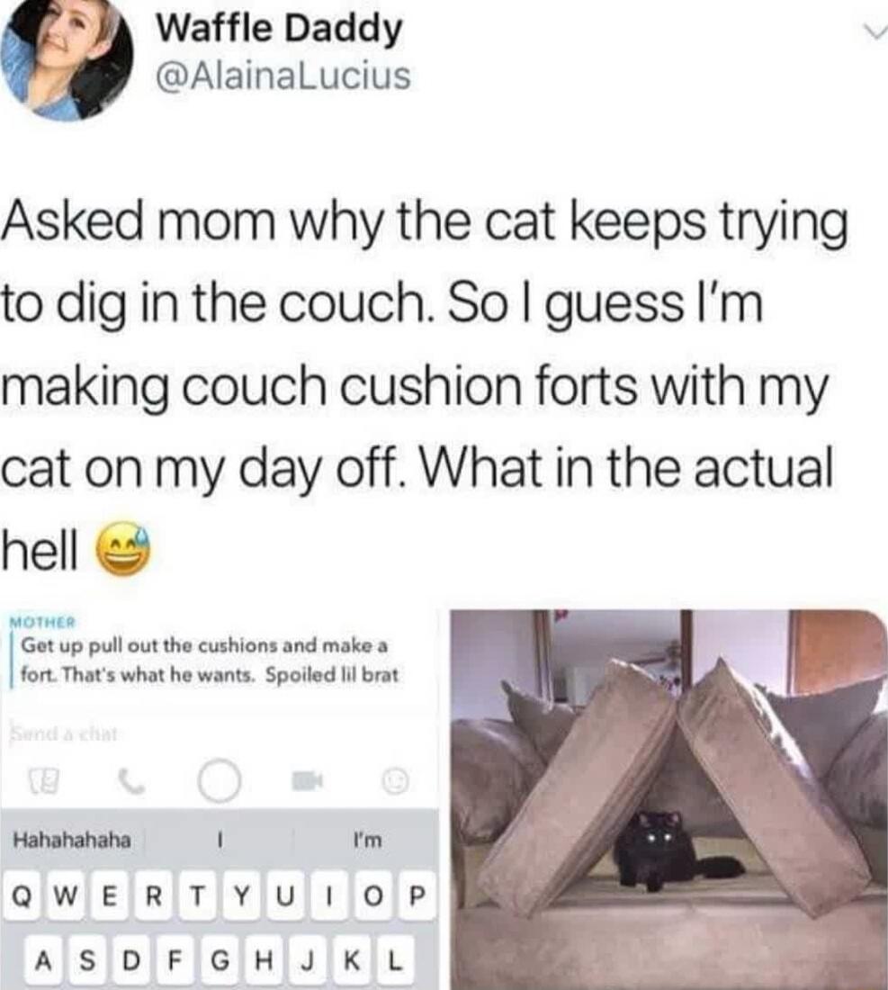 Waffle Daddy AlainaLucius Asked mom why the cat keeps trying to dig in the couch So guess Im making couch cushion forts with my cat on my day off What in the actual hell Get up pullout the cushions and make fort Thats what he wants Spolled il brat Hahahahaha m QWERTYUIOP ASDFGHIJKL