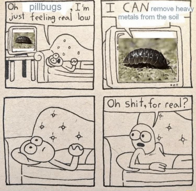 Oh pillbugs Im Just feeling ceal low 7 Oh shit for real