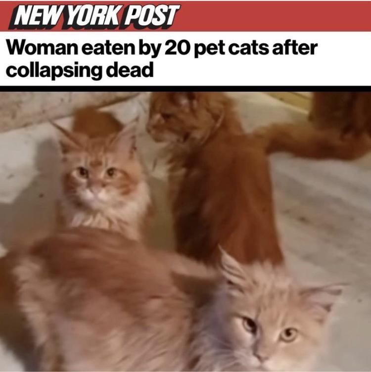 NEW YORK POST Woman eaten by 20 pet cats after collapsing dead L
