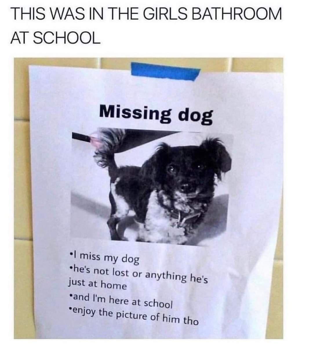THIS WAS IN THE GIRLS BATHROOM AT SCHOOL Yoy 00 Missing dog Just at home and Im here at schog njoy the picture of him tho