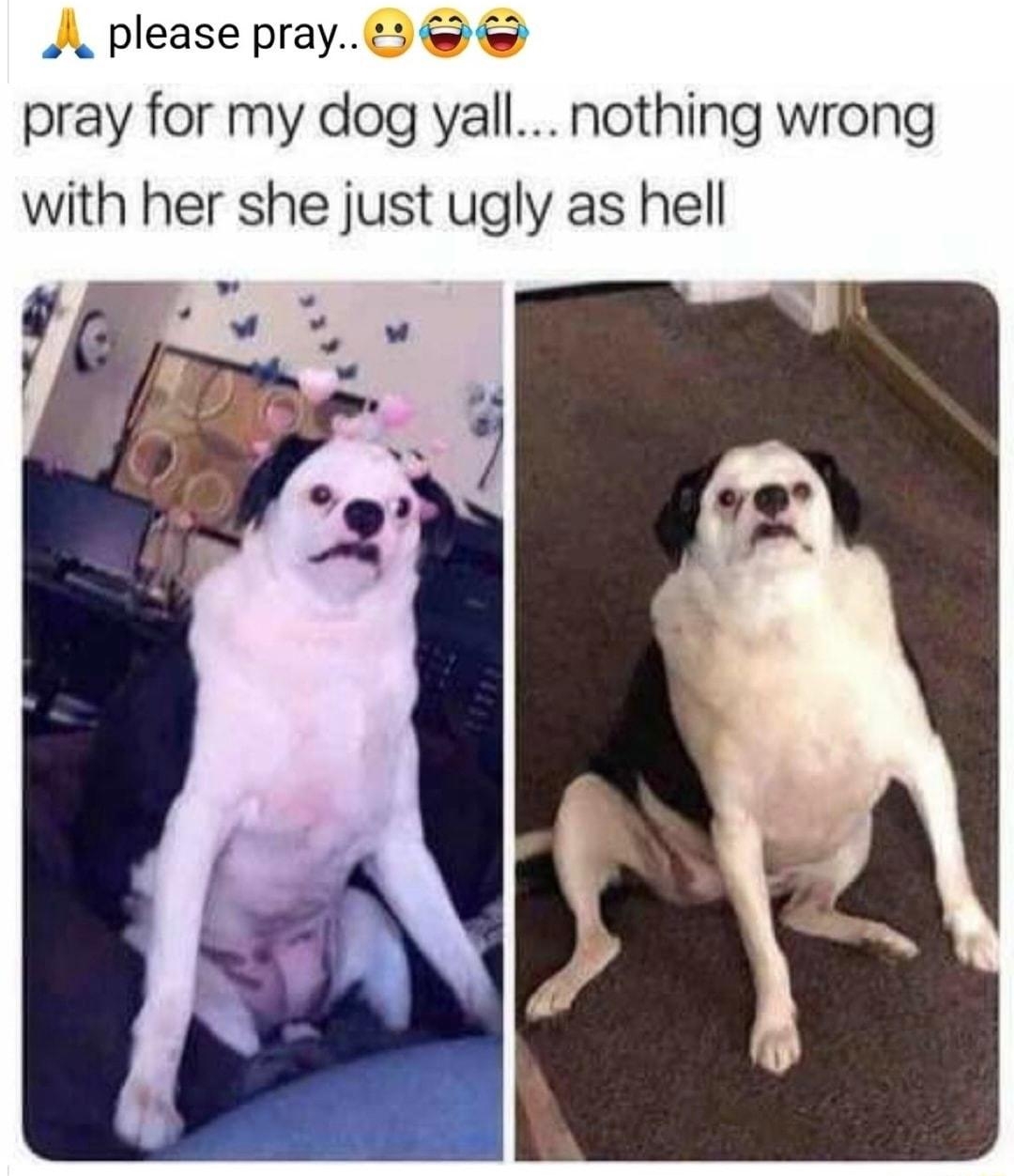 Animal Memes o Like Paqe Poster based in the Philippines 12h Q J please pray 5 pray for my dog yall nothing wrong with her she just ugly as hell