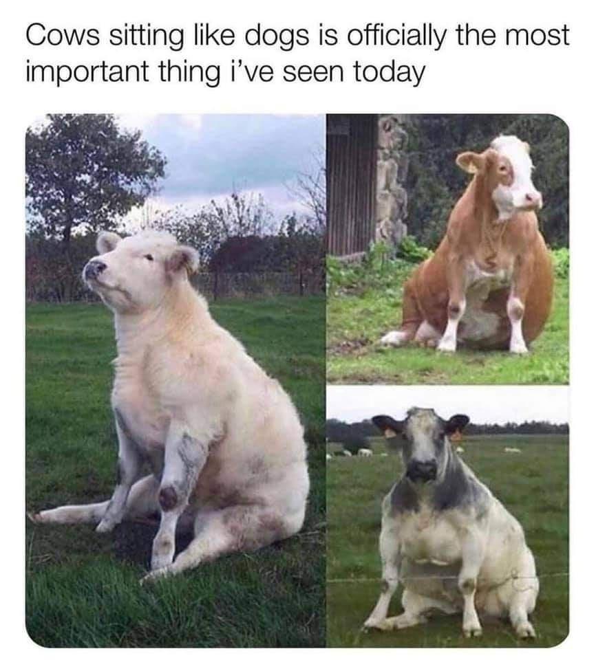 Cows sitting like dogs is officially the most important thing ive seen today