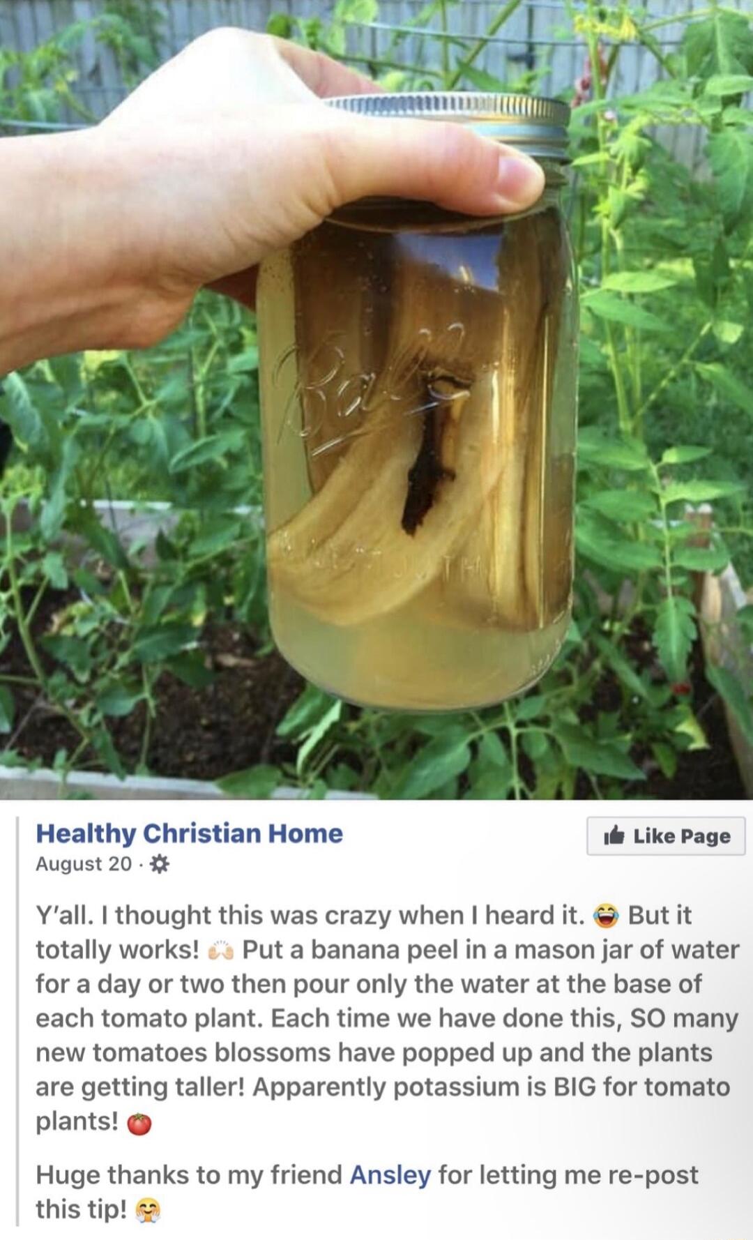 Healthy Christian Home e Like Page August 20 Yall thought this was crazy when heard it But it totally works Put a banana peel in a mason jar of water for a day or two then pour only the water at the base of each tomato plant Each time we have done this SO man new tomatoes blossoms have popped up and the plants are getting taller Apparently potassium is BIG for tomato plants Huge thanks to my frien