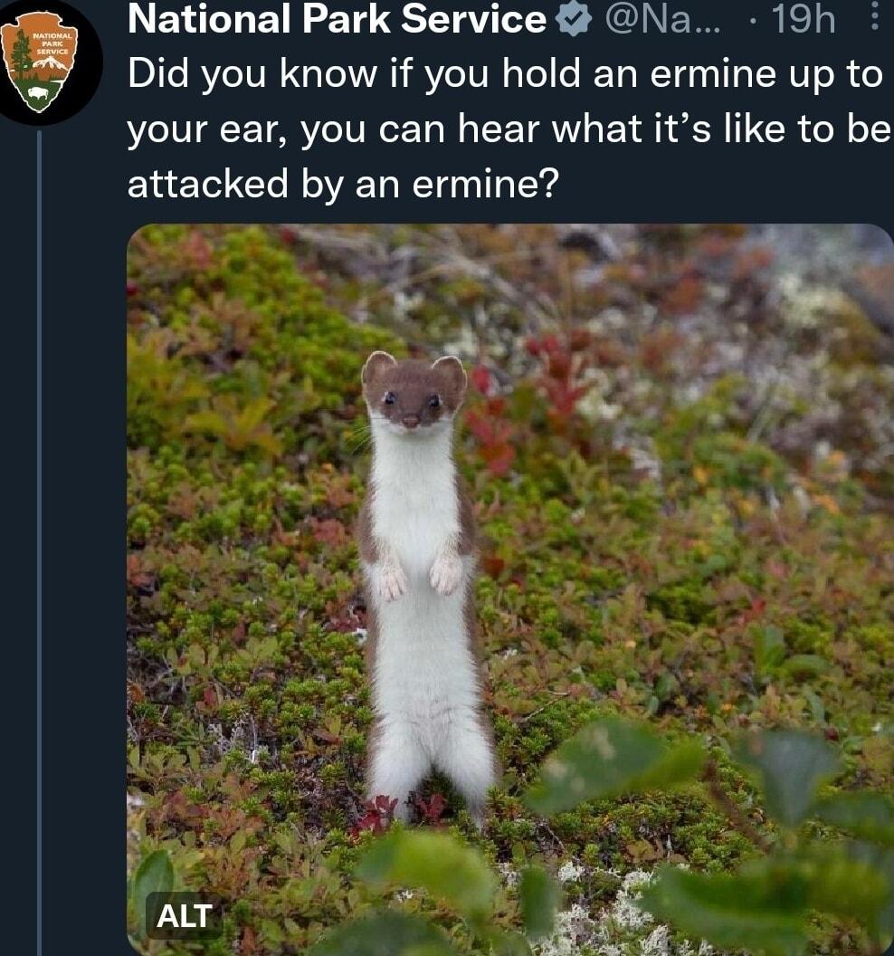 National Park Service Na 19h Did you know if you hold an ermine up to your ear you can hear what its like to be attacked by an ermine T e air S L