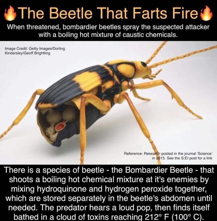 The Beetle That Farts Fire VLR GICEET T Mo Tolyg o ETo T o TN SRR o WA G RS oSlo Clo eV 1ol 1 with a boiling hot mixture of caustic chemicals Image Credit Getty ImagesDorling KindersleyGeoft Brightiing Reference Resealh posted in the journal Science in2015 See the SEl post for a link There is a species of beetle the Bombardier Beetle that shoots a boiling hot chemical mixture at its enemies by mix